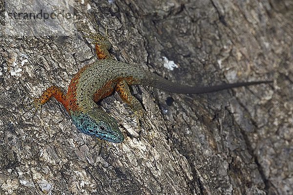 Blaukehlige Kieleidechse (Algyroides nigropunctatus)  Männchen  Korfu  Griechenland  Europa