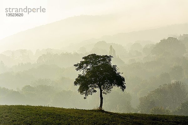 Einzelner Baum im Nebel  Departement Puy de Dome  Auvergne Rhone Alpes  Frankreich  Europa