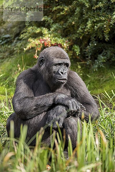 Westlicher Flachlandgorilla (Gorilla gorilla gorilla)  sitzend  in Gefangenschaft  Affenpark  Niederlande