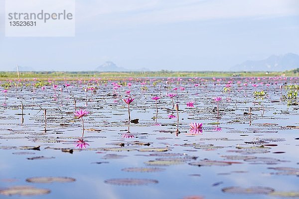 Lotusblumen am Thale Noi See in der Provinz Phatthalung  Thailand  Asien