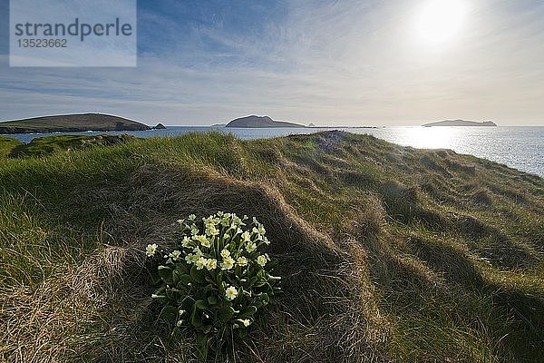 Küste und Klippen bei Dunquin Harbor  Dún Chaoin  Dingle-Halbinsel  Irland  Europa