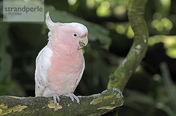 Großer Mitchellkakadu  auch bekannt als Leadbeater's Cockatoo oder Pink Cockatoo (Cacatua leadbeateri)  seltener Vogel  New South Wales  Australien  Ozeanien