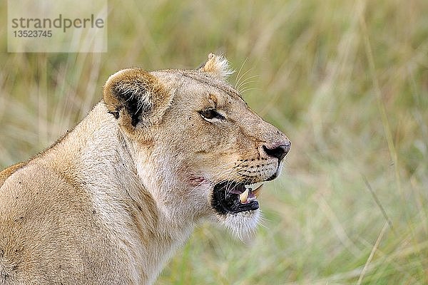 Löwe (Panthera leo)  Löwin mit Blut am Maul nach dem Fressen  Porträt  Maasai Mara National Reserve  Kenia  Ostafrika  Afrika