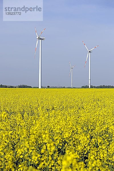 Windkraftanlagen im Rapsfeld (Brassica napus)