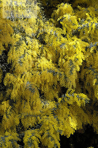 Goldkehlchen  Acacia spp.  australien