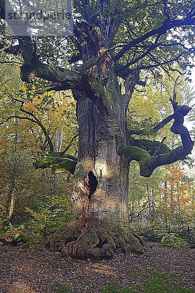 Ca. 800 Jahre alte Eiche (Quercus) im Herbst  Naturschutzgebiet des Urwaldes Sababurg  Hessen  Deutschland  Europa