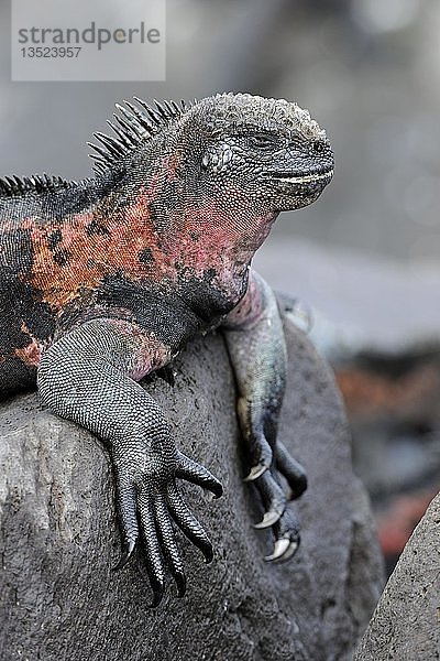 Meeresleguan (Amblyrhynchus cristatus)  Unterart der Insel Española  Galapagos-Inseln  UNESCO-Weltnaturerbe  Ecuador  Südamerika
