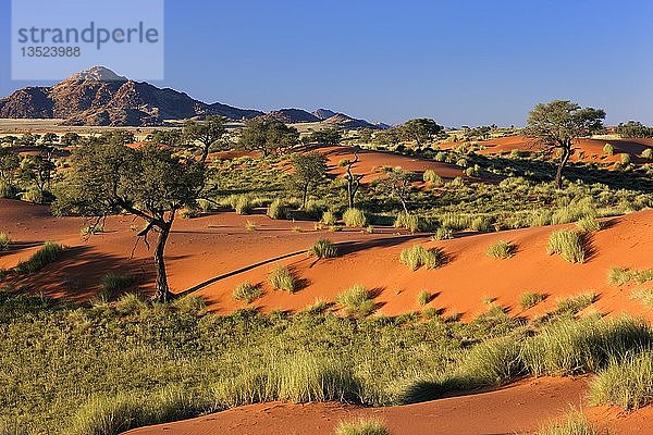 Dünenlandschaft in der Namib-Wüste  Namibia  Afrika