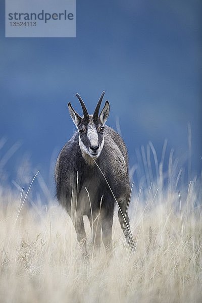 Gämse (Rupicapra rupicapra)  Vogesen  Frankreich  Europa