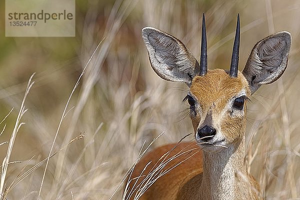 Steinböckchen (Raphicerus campestris)  erwachsenes Männchen steht in trockenem Gras  aufmerksam  Kruger Nationalpark  Südafrika