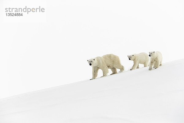 Eisbären (Ursus maritimus)  Muttertier und 15 Monate altes Jungtier beim Spaziergang im Schnee  Unorganized Baffin  Baffin Island  Nunavut  Kanada  Nordamerika