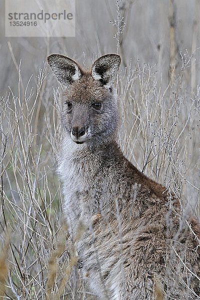 Östliches Graues Känguru (Macropus giganteus)  Warrumbungle National Park  Australien  Ozeanien