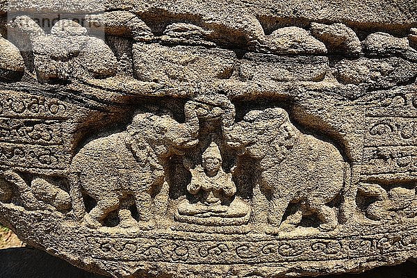 Mondstein mit Elefantenmotiven vor dem runden Reliquienhaus Vatadage  UNESCO-Weltkulturerbe  Polonnaruwa  Nord-Zentral-Provinz  Sri Lanka  Asien