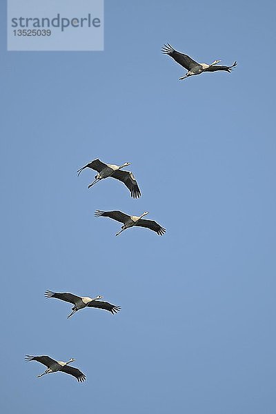 Kraniche (Grus grus) im Flug während des herbstlichen Vogelzuges  Naturschutzgebiet Guelper See  Brandenburg  Deutschland  Europa