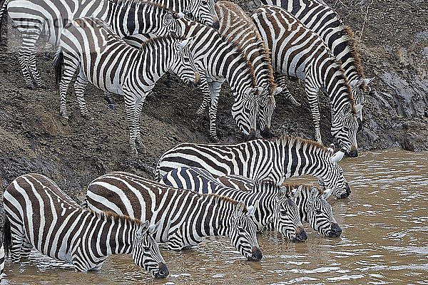 Gewöhnliches Zebra  Steppenzebra oder Burchell-Zebra (Equus quagga)  Herde am Ufer des Mara-Flusses während der Wanderung  Kenia  Ostafrika  Afrika