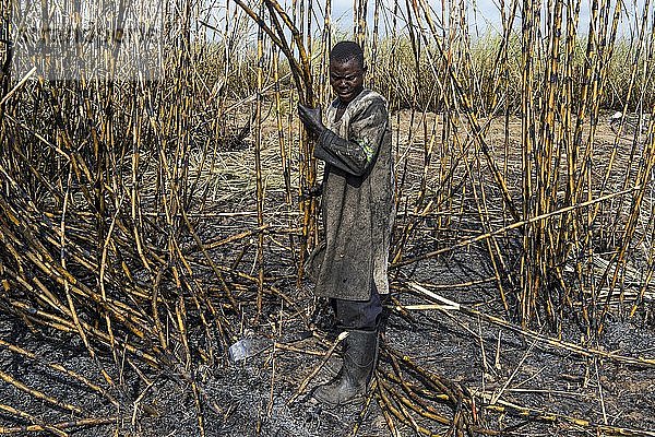 Zuckerrohrschneider in den verbrannten Zuckerrohrfeldern  Nchalo  Malawi  Afrika