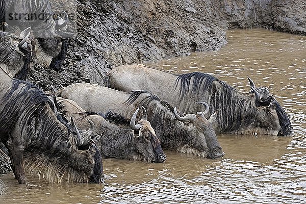 Blaues oder Gewöhnliches Gnu (Connochaetes taurinus)  Wasser trinken am Mara-Fluss  Masai Mara  Kenia  Ostafrika  Afrika