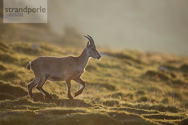 Alpensteinbock (Capra ibex) im Gegenlicht am Morgen  Niederhorn  Schweiz  Europa