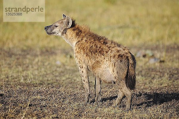 Tüpfelhyäne (Crocuta crocuta)  trächtige Erwachsene  Masai Mara  Kenia  Afrika