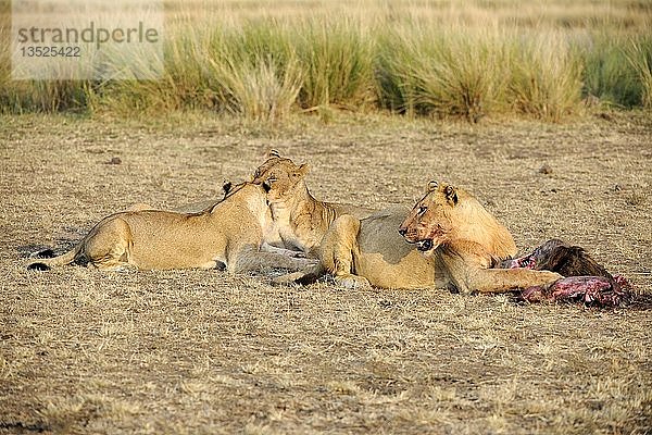 Löwen (Panthera leo)  Löwenfamilie bei der Fütterung eines gefangenen Streifengnus (Connochaetes taurinus)  Masai Mara  Kenia  Ostafrika  Afrika