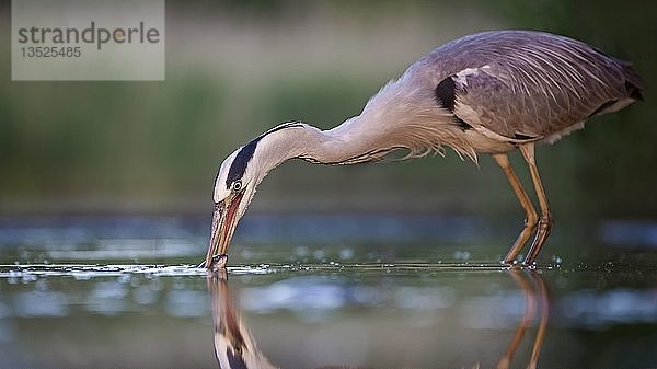 Graureiher (Ardea cinerea) bei der Futtersuche im Wasser  fängt Fische  Nationalpark Kiskunság  Ungarn  Europa