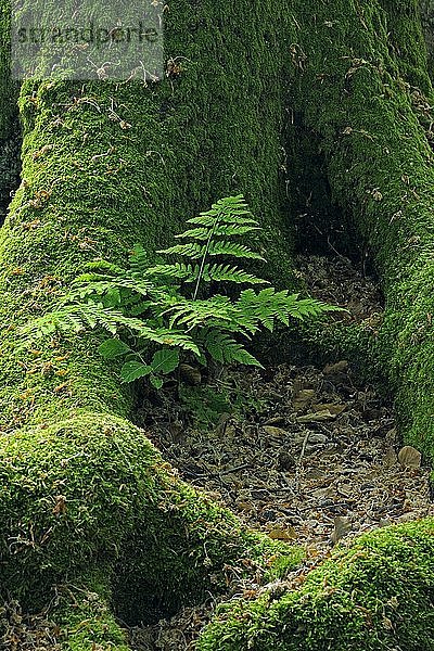 Frauenfarn (Athyrium)  der zwischen dem moosbewachsenen Stamm einer alten Buche (Fagus) wächst  alter Wald von Sababurg  Hessen  Deutschland  Europa