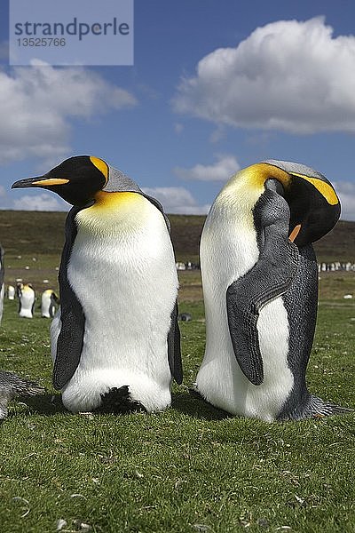 Königspinguine (Aptenodytes patagonicus) am Volunteer Point  Falklandinseln