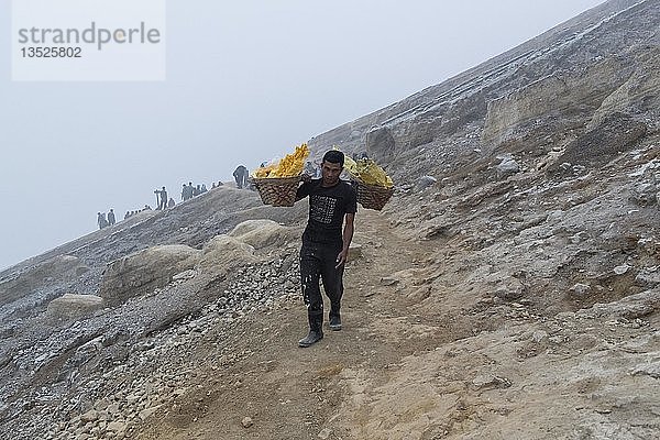 Schwefelträger klettert aus dem Vulkan Kawah Ijen  Ijen-Krater  Banyuwangi  Java Timur  Indonesien  Asien