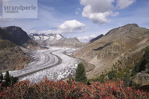 Aletschgletscher im Herbst  Wallis  Schweiz  Europa