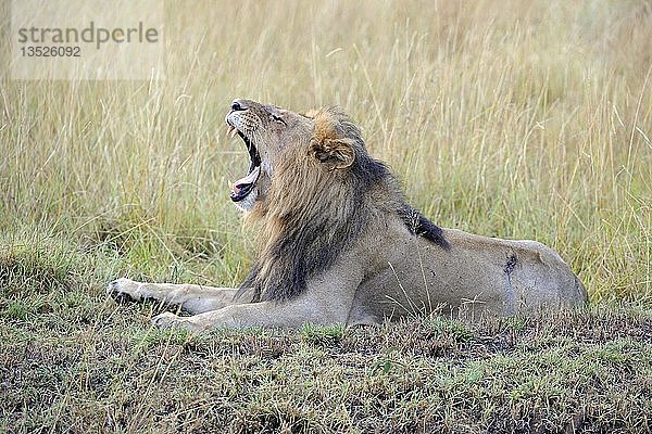 Löwe (Panthera leo)  altes erwachsenes Männchen  Masai Mara National Reserve  Kenia  Ostafrika  Afrika