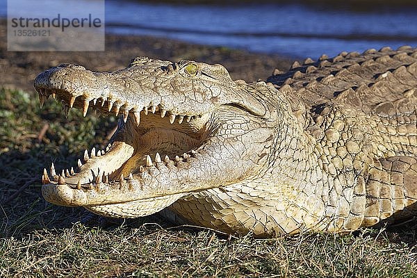 Nilkrokodil (Crocodylus niloticus)  Maul zur Wärmeregulierung weit geöffnet  am Ufer  Sunset Dam  Krüger National Park  Mpumalanga  Südafrika  Afrika