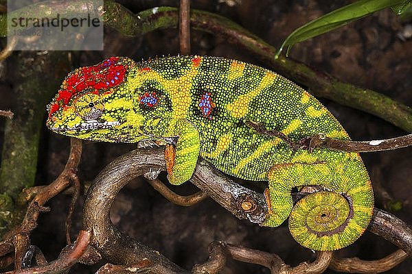 Zwergchamäleon (Furcifer minor)  Weibchen  in Gefangenschaft  Zentrales Hochland  Madagaskar  Afrika