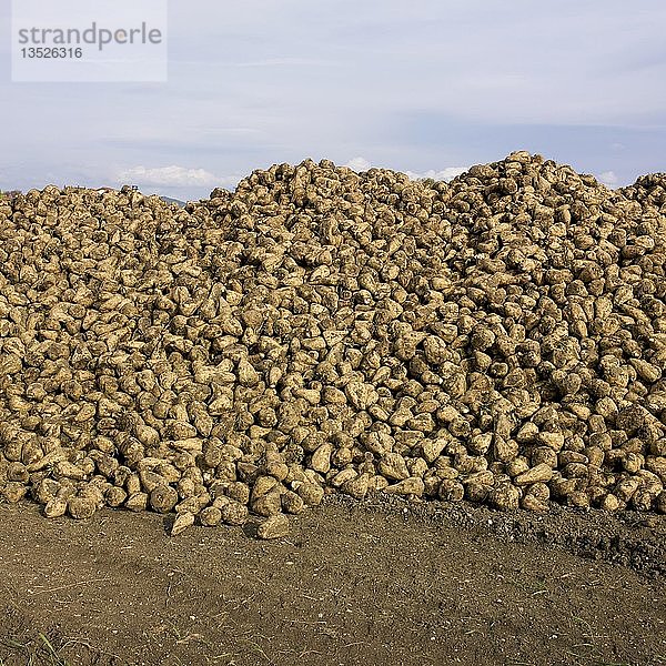 Stapel Zuckerrüben nach der Ernte  Auvergne  Frankreich  Europa