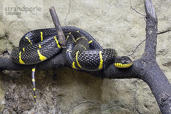 Mangrovenbaumnatter (Boiga dendrophila) auf Ast  in Gefangenschaft  Vorkommen Asien