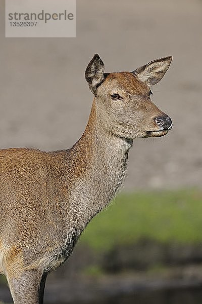 Westeuropäischer Rothirsch (Cervus elaphus elaphus)  Hirschkuh  Porträt  Brandenburg  Deutschland  Europa