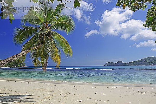 Überhängende Kokosnusspalme  wunderschöne Bucht von Baie Lazare  Insel Mahe  Westküste  Seychellen  Afrika
