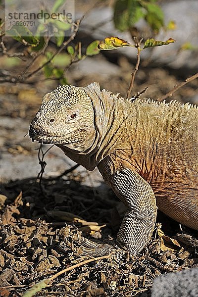 Galapagos-Landleguan (Conolophus subcristatus)  Unterart der Insel Santa Fe  Isla Santa Fe  Galapagos  UNESCO-Welterbestätte  Ecuador  Südamerika