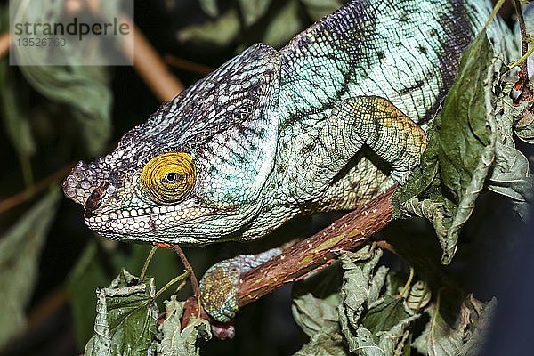 Parsons-Chamäleon (Calumma parsonii parsonii)  in Gefangenschaft  männlich  Ost-Madagaskar  Madagaskar  Afrika