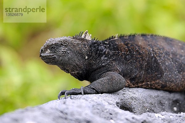 Meeresleguan (Amblyrhynchus cristatus)  Unterart der Insel Lobos  Galapagos-Inseln  UNESCO-Weltnaturerbe  Ecuador  Südamerika