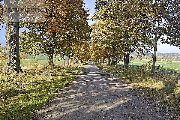 Idyllische Straße im Herbst mit alten Eichen (Quercus)  Urwald Sababurg  Hessen  Deutschland  Europa