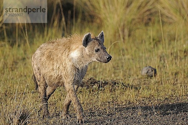 Tüpfelhyäne (Crocuta crocuta)  erwachsen  Masai Mara  Kenia  Afrika