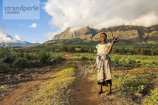 Alte Frau mit Brennholz auf dem Heimweg vor dem Berg Mulanje  Malawi  Afrika