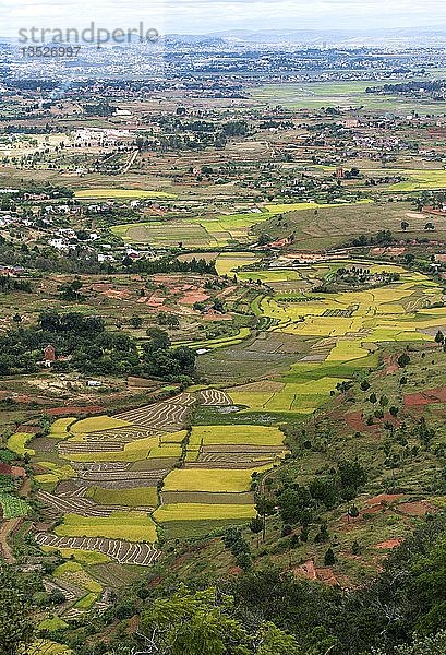 Landschaft mit Reisfeldern in der Umgebung von Antananarivo  Madagaskar  Afrika