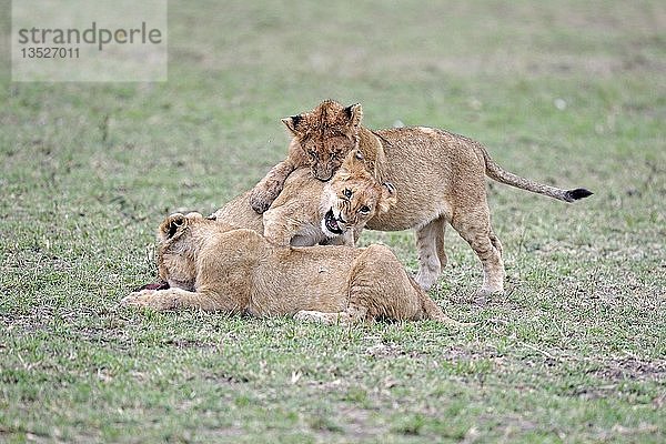 Junge Löwen (Panthera leo)  zusammen spielende Jungtiere  Masai Mara  Kenia  Ostafrika  Afrika