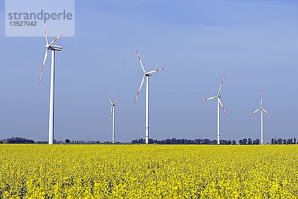 Windkraftanlagen im Rapsfeld (Brassica napus)  erneuerbare Energie