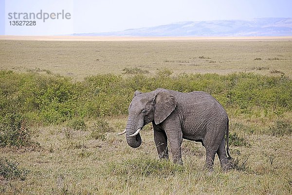 Afrikanischer Buschelefant (Loxodonta africana)  heranwachsender Bulle  in der Landschaft des Maasai Mara National Reserve  Kenia  Afrika