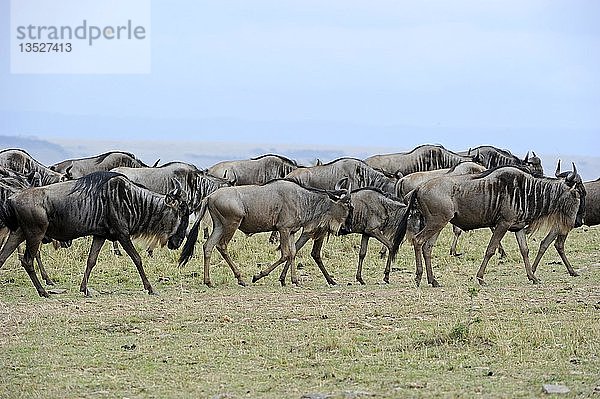 Gnu (Connochaetes taurinus)  Gnu in der Savanne  Gnuwanderung  Masai Mara  Kenia  Afrika