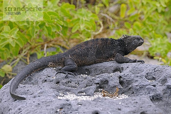 Meeresleguan (Amblyrhynchus cristatus)  Unterart von der Insel Lobos  Galapagos-Inseln  UNESCO-Weltnaturerbe  Ecuador  Südamerika