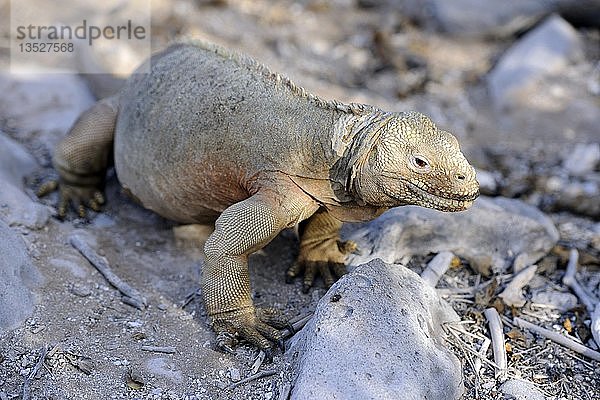 Galapagos-Landleguan (Conolophus subcristatus)  Unterart der Insel Santa Fe  Isla Santa Fe  Galapagos  UNESCO-Welterbestätte  Ecuador  Südamerika