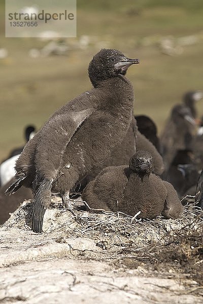 Kaiserscharbe (Phalacrocorax atriceps)  Falklandinseln  Südamerika